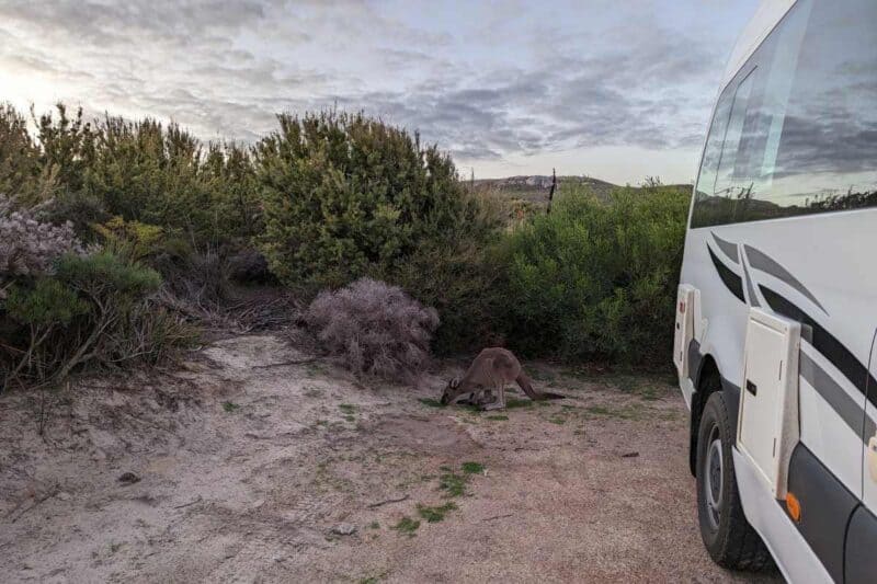 Känguru neben dem Campervan auf dem Lucky Bay Campground im Cape Le Grand National Park