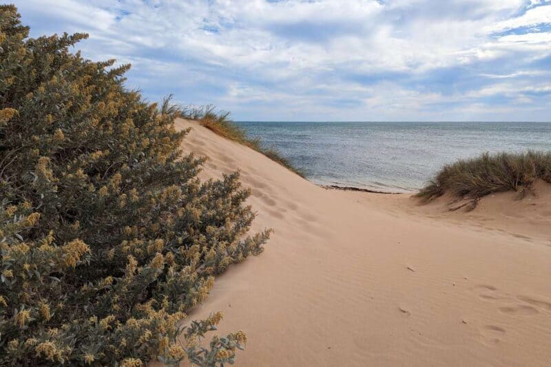 Sanddünen mit Gräsern und Sträuchern am Ned's Beach im Cape Range National Park