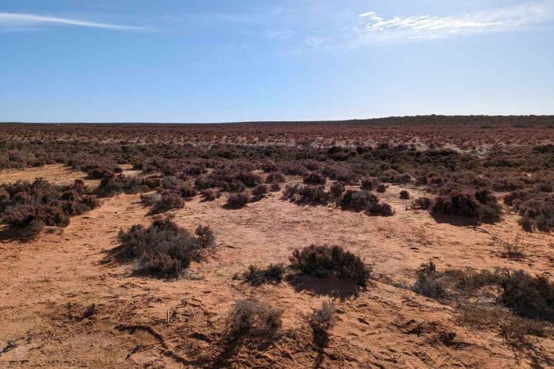 In den trockenen Lehmpfannen des François Peron National Park wachsen nur sehr robuste Gräser und Büsche