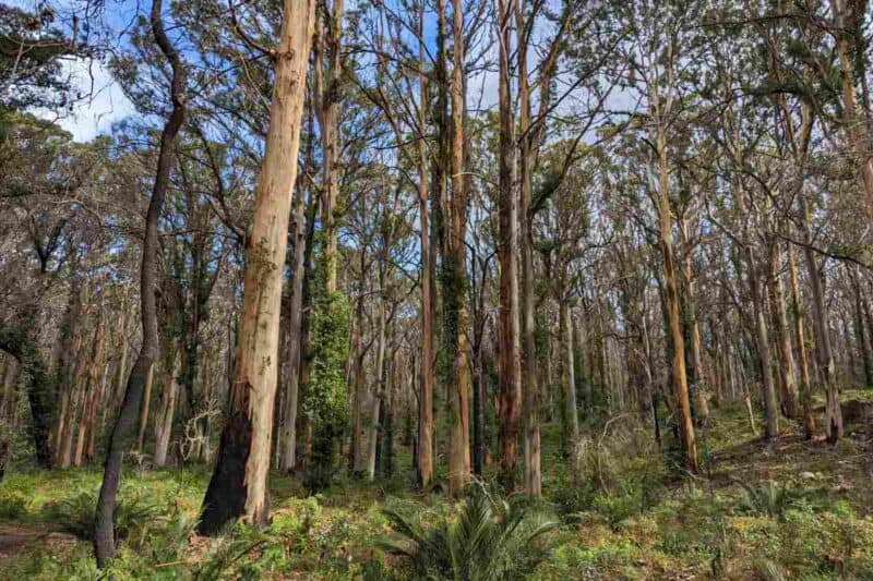 Dicht gedrängte Eukalyptusbäume im Boranup Forest