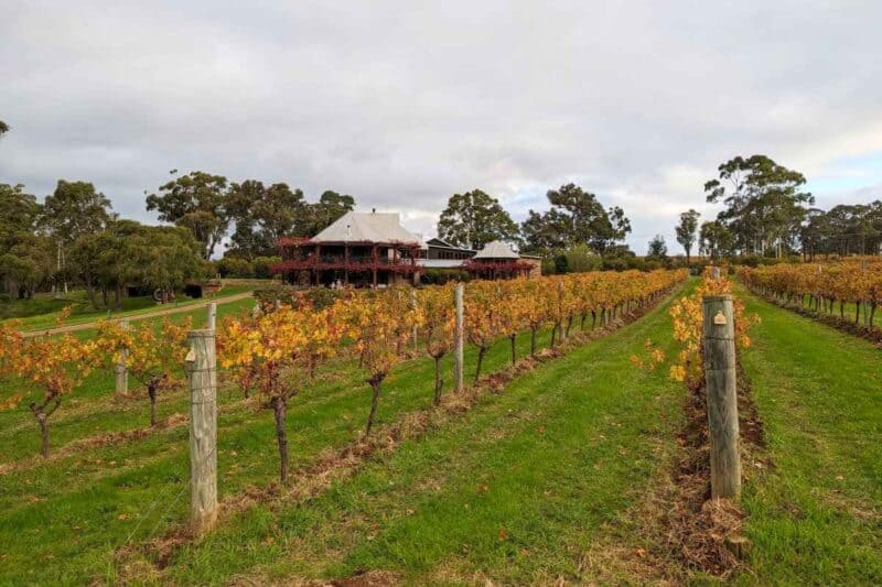 Herbstlich gefärbte Weinreben auf einem Weingut in Margaret River