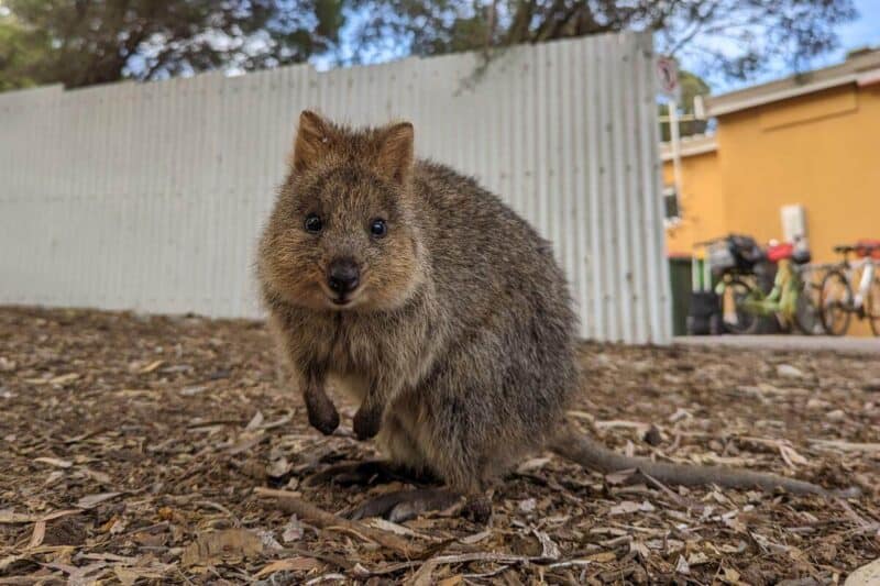 Ein Quokka schaut direkt in die Kamera