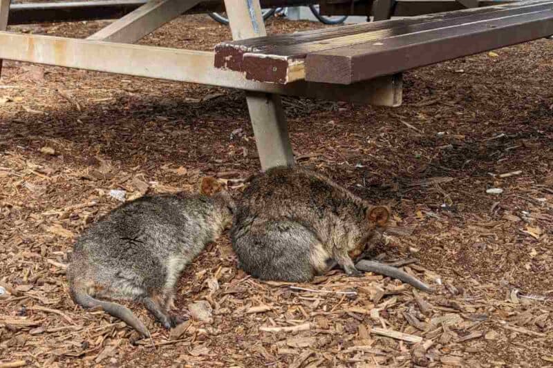 Zwei Quokkas schlafen unter einer Holzbank