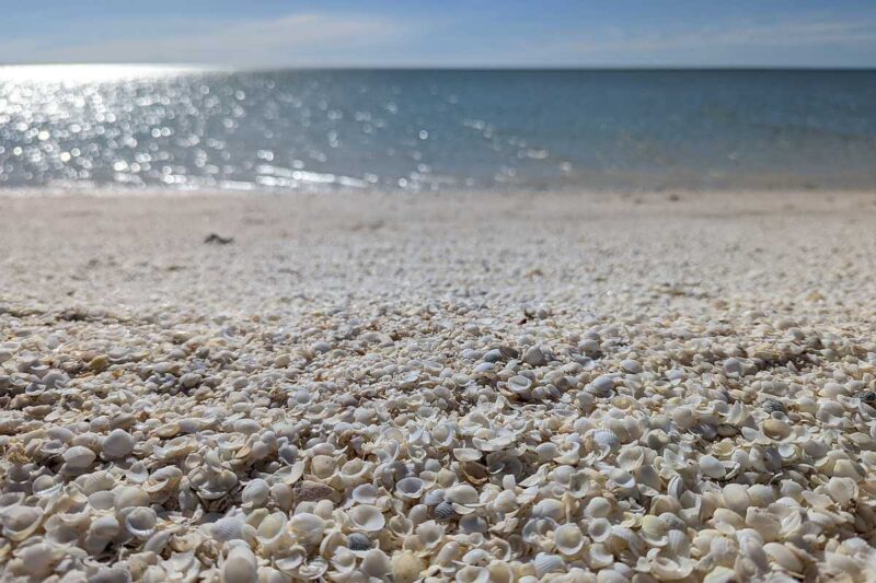 Nahaufnahme der Muscheln, aus denen der Shell Beach besteht