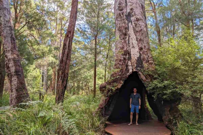 Wolfgang steht im Valley of the Giants in einem hohlen Baumstamm eines riesigen Red-Tingle-Eukalyptus