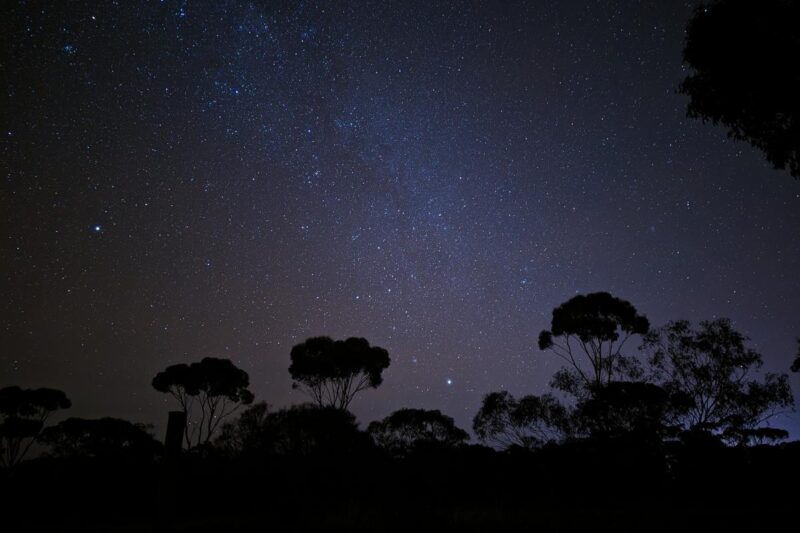 Sternenhimmel in Westaustralien vor der Silhouette nächtlicher Bäume