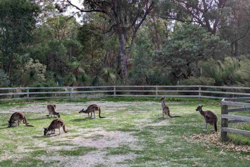 Kängurus tummeln sich auf dem Campingplatz im Yanchep National Park