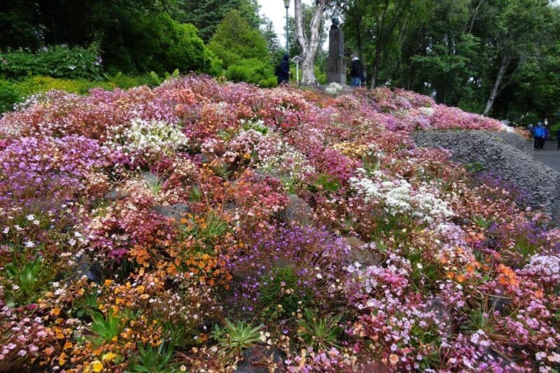 Bunte Blüten im Lystgardur in Akureyri