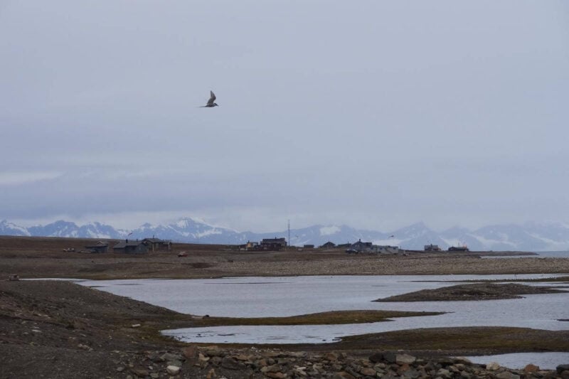 Eine Küstenseeschwalbe segelt über kleinen, künstlich angelegten Inseln im Fjord