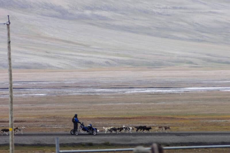 Husky-"Schlitten" mit Rollen im Adventtal auf Spitzbergen