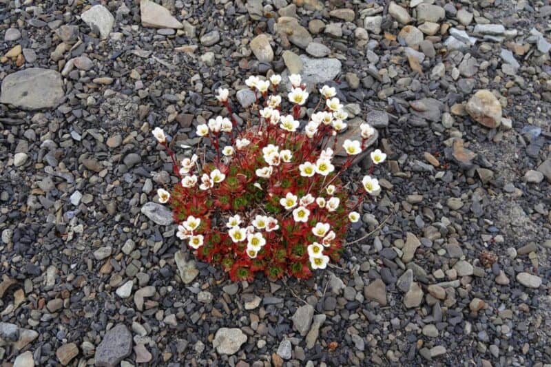 Der Steinbrech mit seinen weißen Blüten und roten Stielen ist eine der wenigen Blumen, die hier wächst
