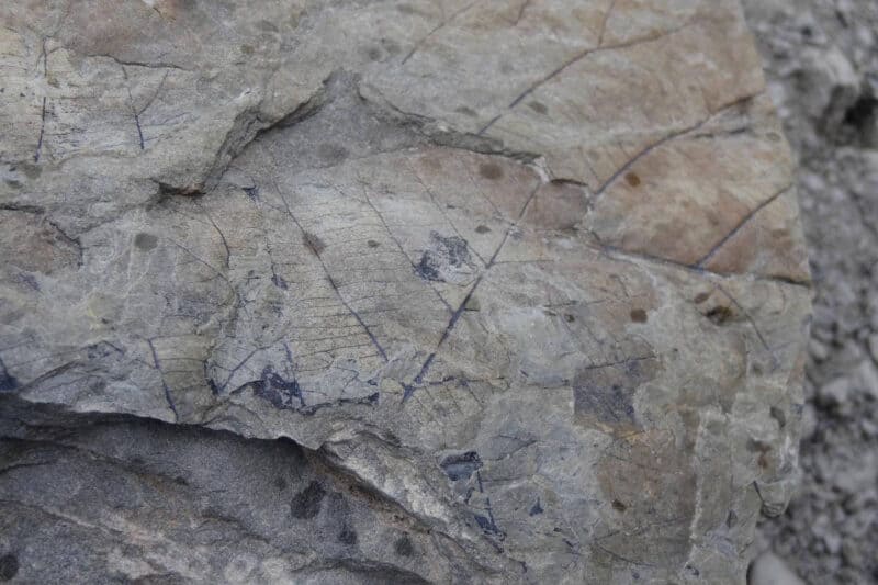 Versteinerte Blattadern in einem Felsbrocken im Longyeartal