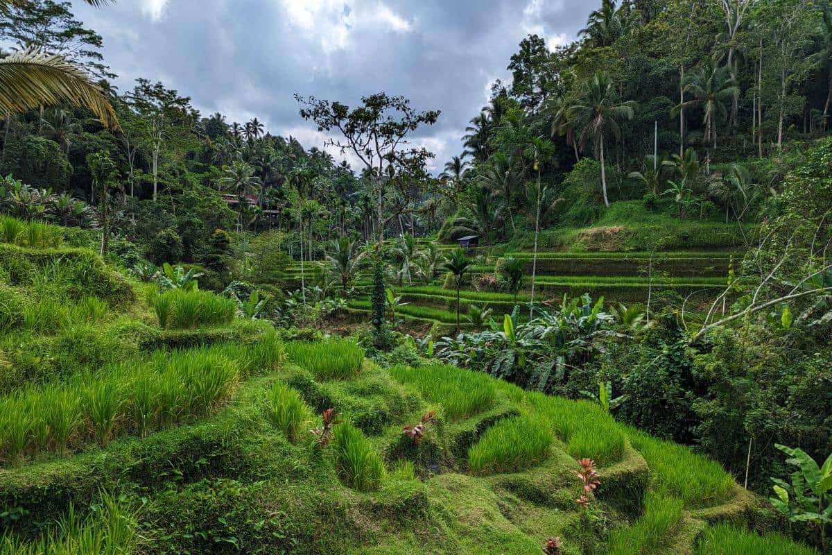 Entdecke die Highlights im Zentrum und Norden Balis. Malerische Reisterrassen, heilige Tempel und eine faszinierende Kultur warten auf dich!