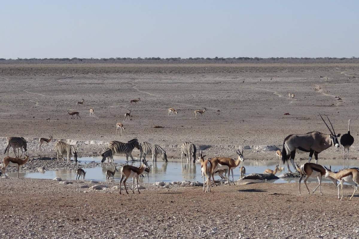 Du möchtest die Tierwelt Afrikas hautnah erleben? Dann ist eine Safari im Etosha-Nationalpark in Namibia genau das Richtige für dich!