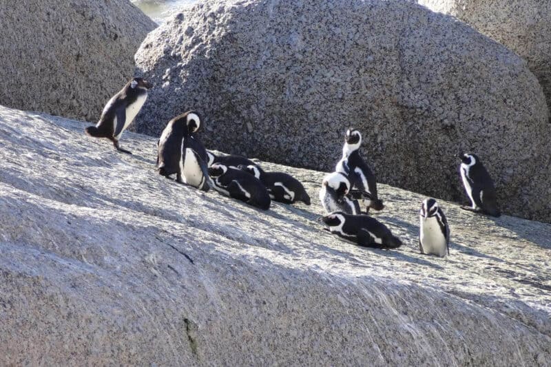 Pinguine auf einem Felsen am Boulders Beach