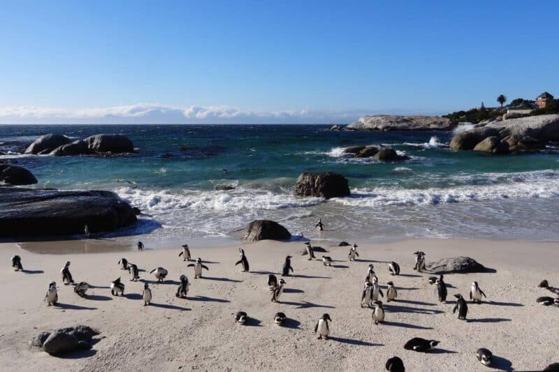 Brillenpinguine am Strand Boulders Beach