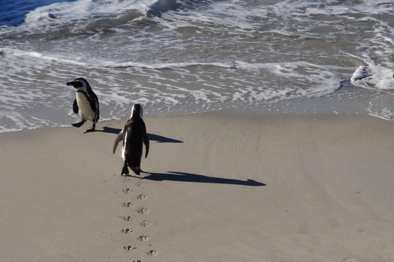 Ein Pinguin watschelt vom Strand in die Brandung des Atlantiks