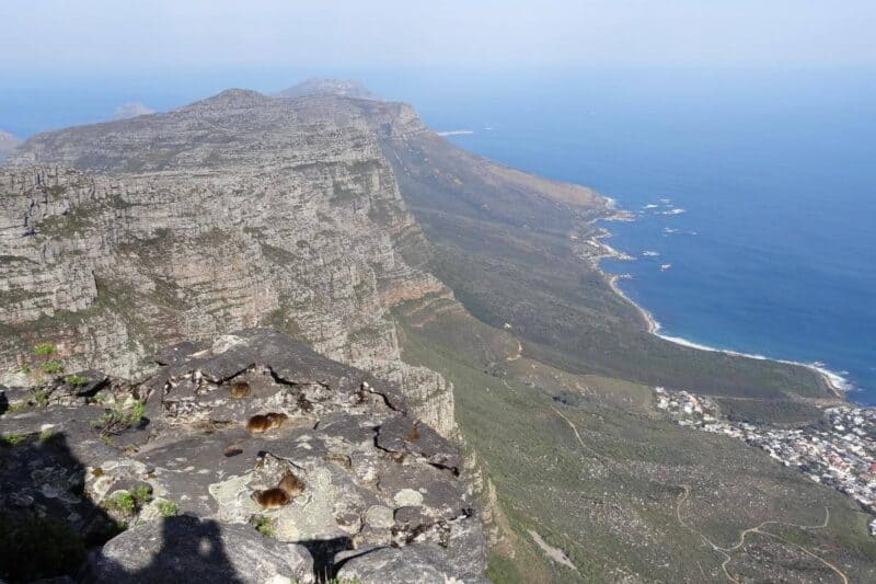 Panoramablick über die Steilklippen des Tafelbergs und das Meer. Im Vordergrund sind einige Klippschliefer zu erkennen.