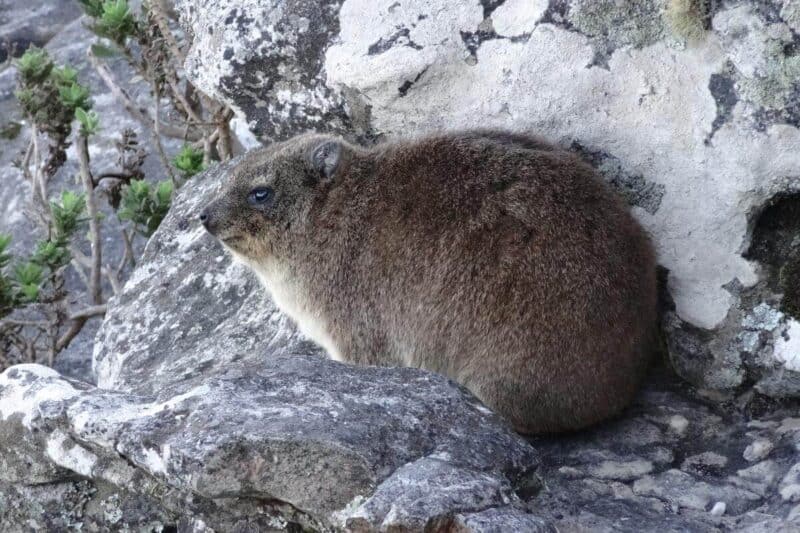 Ein Klippschliefer kauert sich an einen Felsen