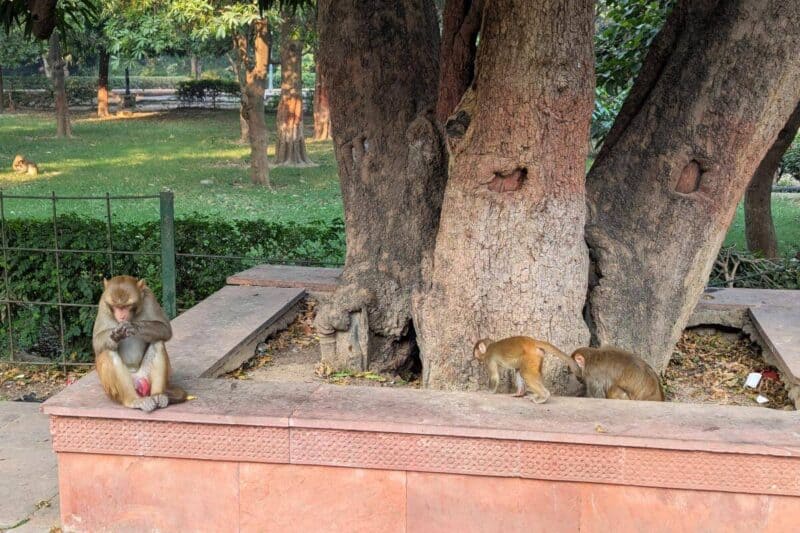 Affenfamilie auf einem Pflanztopf nahe des Taj Mahals