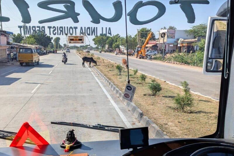 Eine Kuh grast auf der Autobahn
