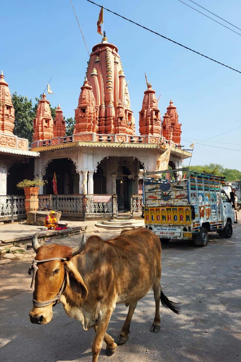 Tempel mit Kuh in Rajasthan