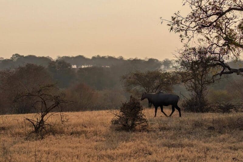 Eine Antilope spaziert durch den Ranthambore-Nationalpark